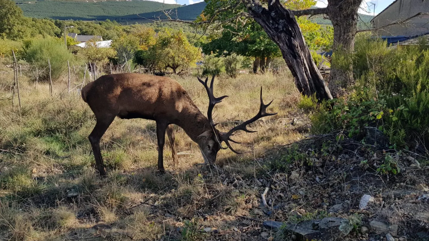 Abaten al ciervo Carlitos, por cuyo indulto una aldea de Zamora movilizó a 54.000 personas Abaten al ciervo Carlitos, por cuyo indulto una aldea de Zamora movilizó a 54.000 personas