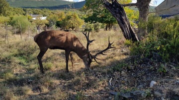 Abaten al ciervo Carlitos, por cuyo indulto una aldea de Zamora movilizó a 54.000 personas