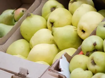 Grados Brix Grados Brix