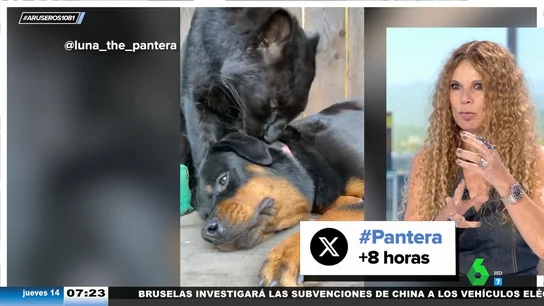 Salvó la vida de un gatito moribundo, lo adoptó y cuando creció, resultó ser una pantera Salvó la vida de un gatito moribundo, lo adoptó y cuando creció, resultó ser una pantera