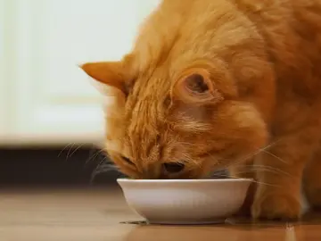 Gato comiendo Gato comiendo