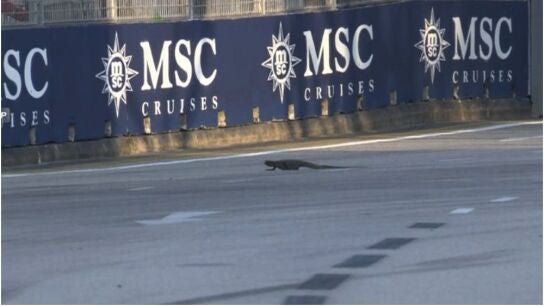 Lagarto en el GP de Singapur