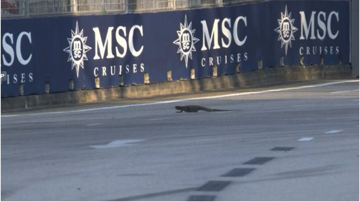 Lagarto en el GP de Singapur