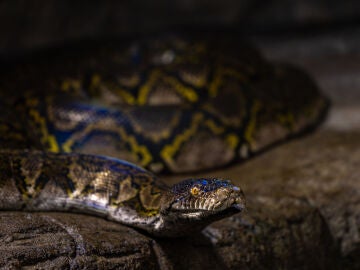 Serpiente pit&oacute;n reticulada