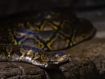 Serpiente pitón reticulada Serpiente pitón reticulada