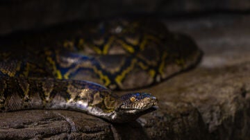 Serpiente pit&oacute;n reticulada