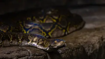 Serpiente pitón reticulada Serpiente pitón reticulada