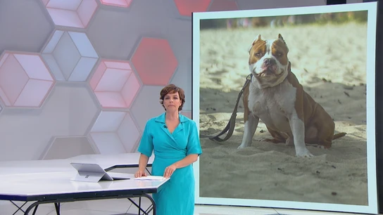 Reino Unido prohíbe los perros de la raza American Bully XL tras varios ataques Reino Unido prohíbe los perros de la raza American Bully XL tras varios ataques