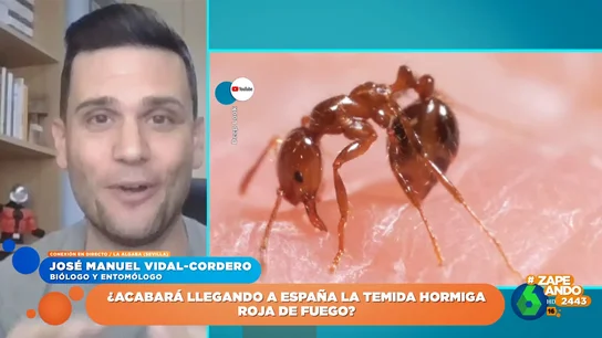La hormiga de fuego llega a Italia: el biólogo José Manuel Vidal-Cordero advierte del riesgo de su picadura La hormiga de fuego llega a Italia: el biólogo José Manuel Vidal-Cordero advierte del riesgo de su picadura