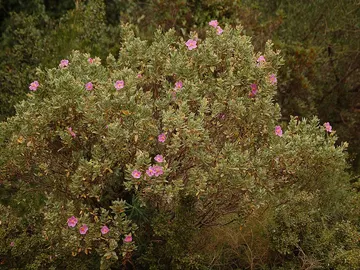 Algunos de los bosques con mas riesgo de morir por sequia se encuentran en la cuenca mediterranea Algunos de los bosques con mas riesgo de morir por sequia se encuentran en la cuenca mediterranea