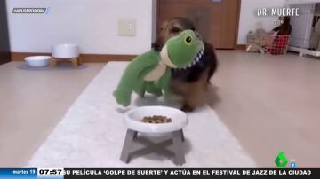 El tierno vídeo viral de un perro que invita a comer con él a todos sus amigos de peluche