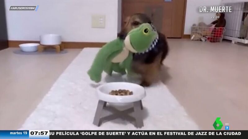 El tierno vídeo viral de un perro que invita a comer con él a todos sus amigos de peluche