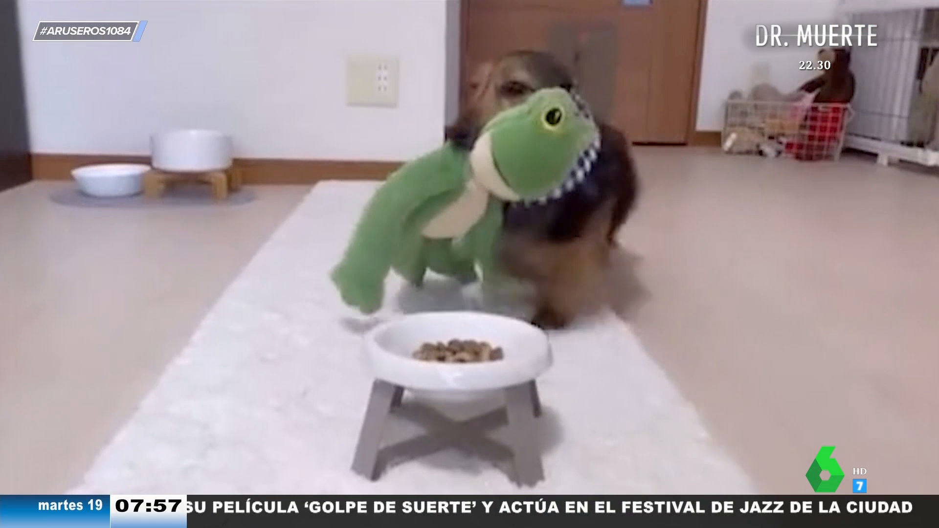 El tierno vídeo viral de un perro que invita a comer con él a todos sus  amigos de peluche