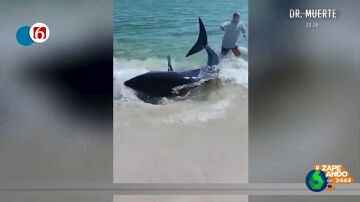 La arriesgada decisión de un grupo de bañistas para ayudar a un tiburón a volver al océano