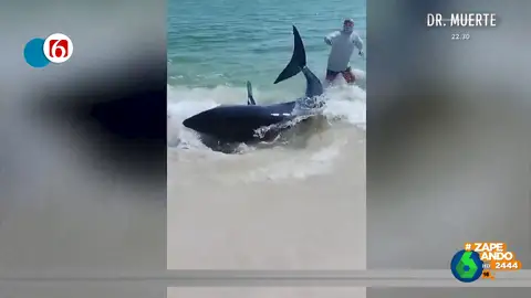 La arriesgada decisión de un grupo de bañistas para ayudar a un tiburón a volver al océano