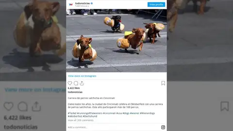 La peculiar carrera de "perros salchicha" de Cincinnati para celebrar el Oktoberfest La peculiar carrera de "perros salchicha" de Cincinnati para celebrar el Oktoberfest