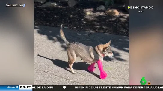 Un perro con las patas delanteras amputadas vuelve a andar gracias a una prótesis: así es su primer paseo Un perro con las patas delanteras amputadas vuelve a andar gracias a una prótesis: así es su primer paseo
