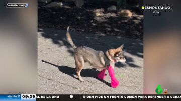 Un perro con las patas delanteras amputadas vuelve a andar gracias a una prótesis: así es su primer paseo