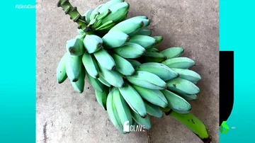 Plátano azul con sabor a vainilla: así es la revolucionaria fruta que se cultiva en Canarias y que llegará a Madrid en octubre