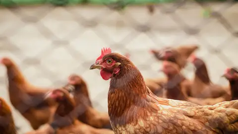 Investigan el desarrollo de una osteoporosis severa en las gallinas ponedoras Investigan el desarrollo de una osteoporosis severa en las gallinas ponedoras