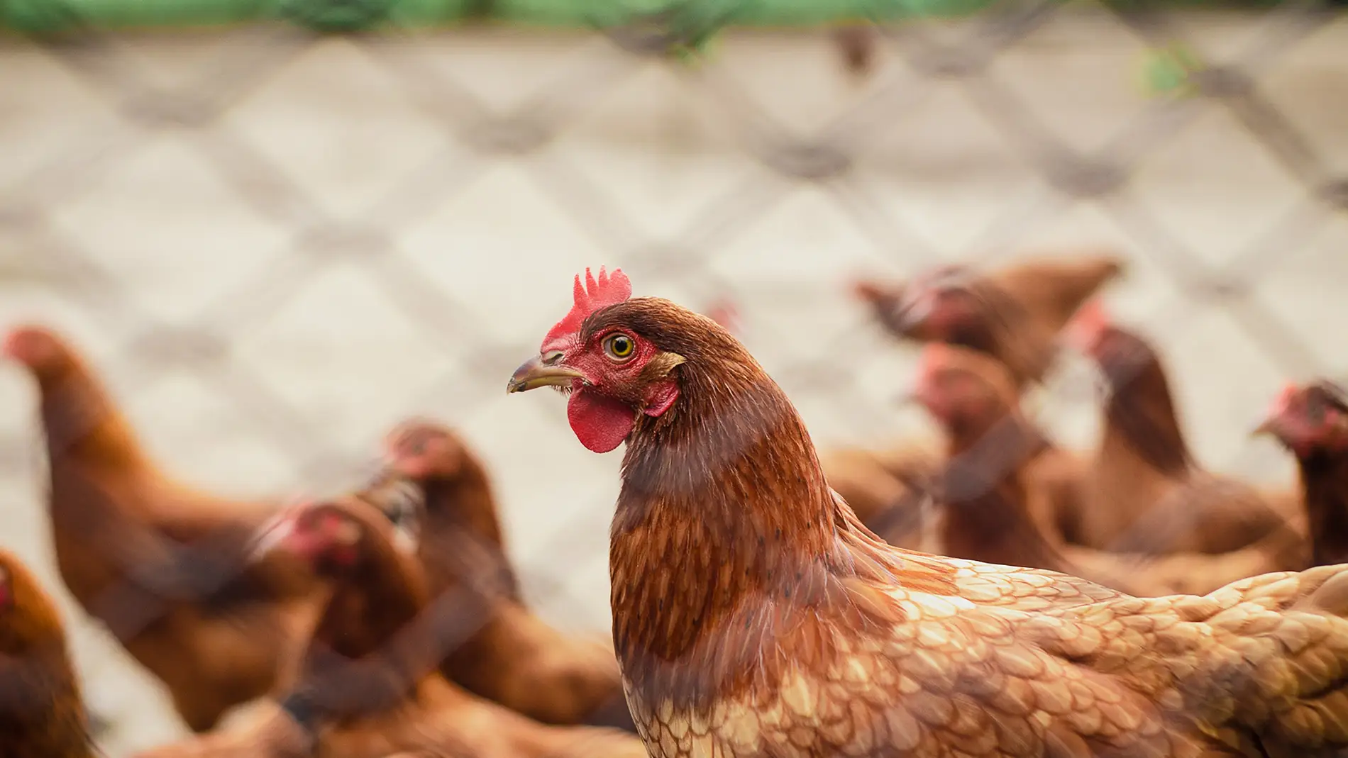 Investigan el desarrollo de una osteoporosis severa en las gallinas ponedoras Investigan el desarrollo de una osteoporosis severa en las gallinas ponedoras