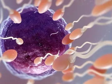 Recreación de la fecundación de un óvulo Recreación de la fecundación de un óvulo