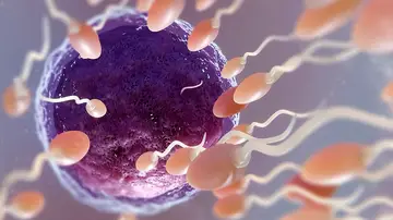 Recreación de la fecundación de un óvulo Recreación de la fecundación de un óvulo