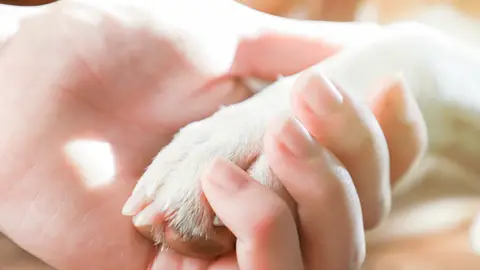 Una mano de mujer sujeta la pata de un perro Una mano de mujer sujeta la pata de un perro