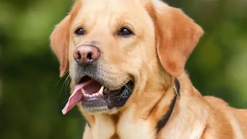 Perro labrador Perro labrador