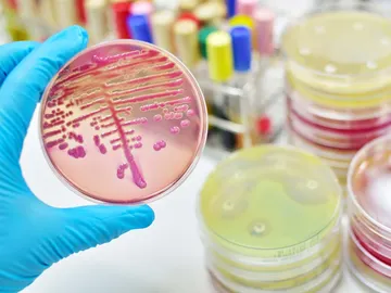 Porbióticos Porbióticos