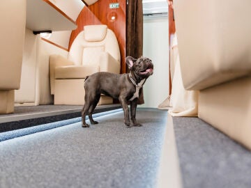 Un perro bulldog en la primera clase de un avión
