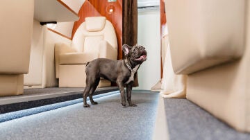 Un perro bulldog en la primera clase de un avión