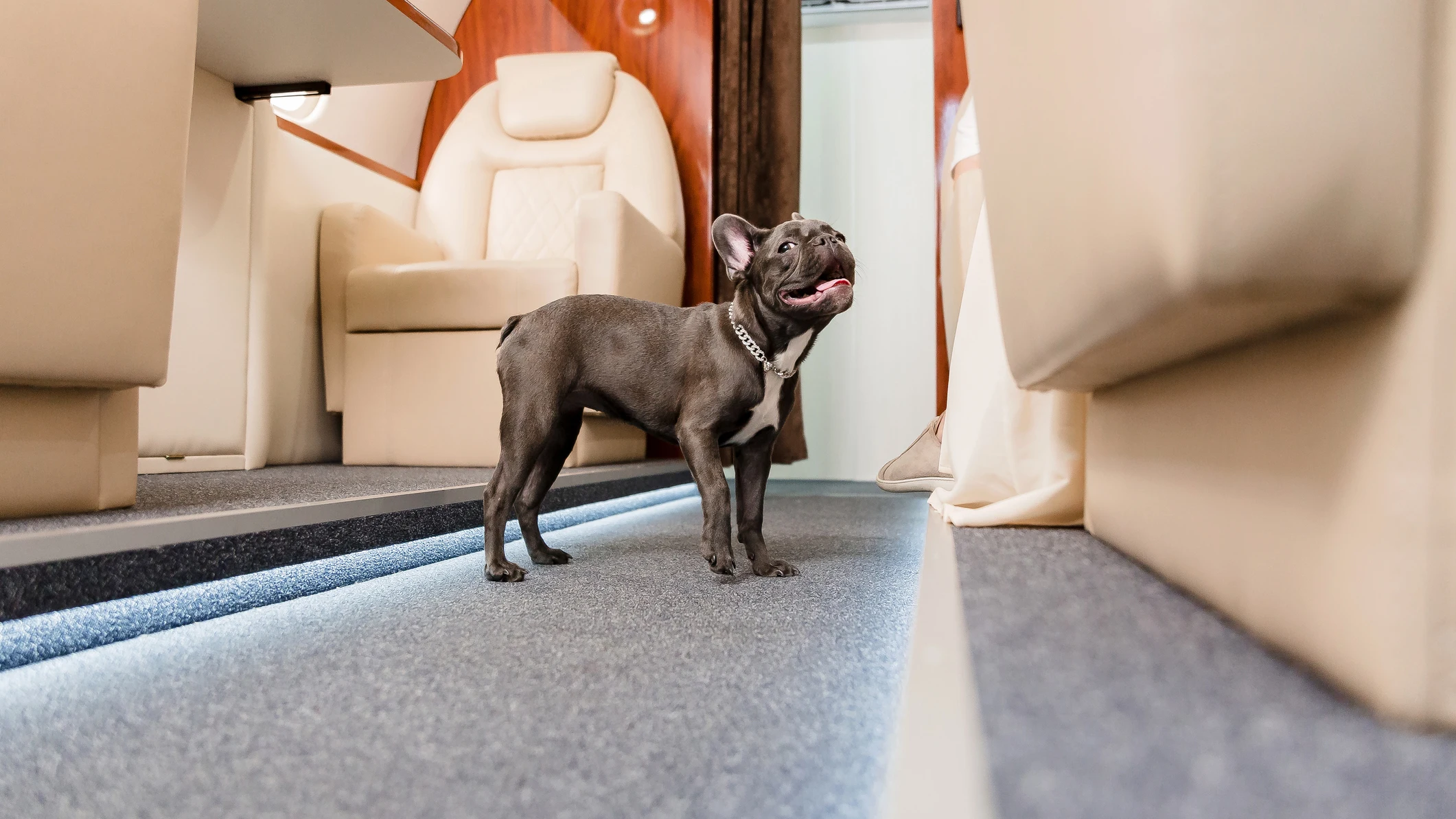 Un perro bulldog en la primera clase de un avión Un perro bulldog en la primera clase de un avión