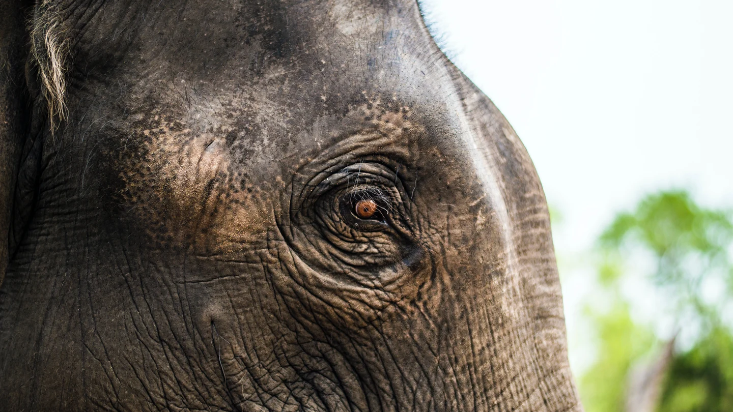 El ojo de un elefante El olor del miedo - Manuel Ríos San Martín