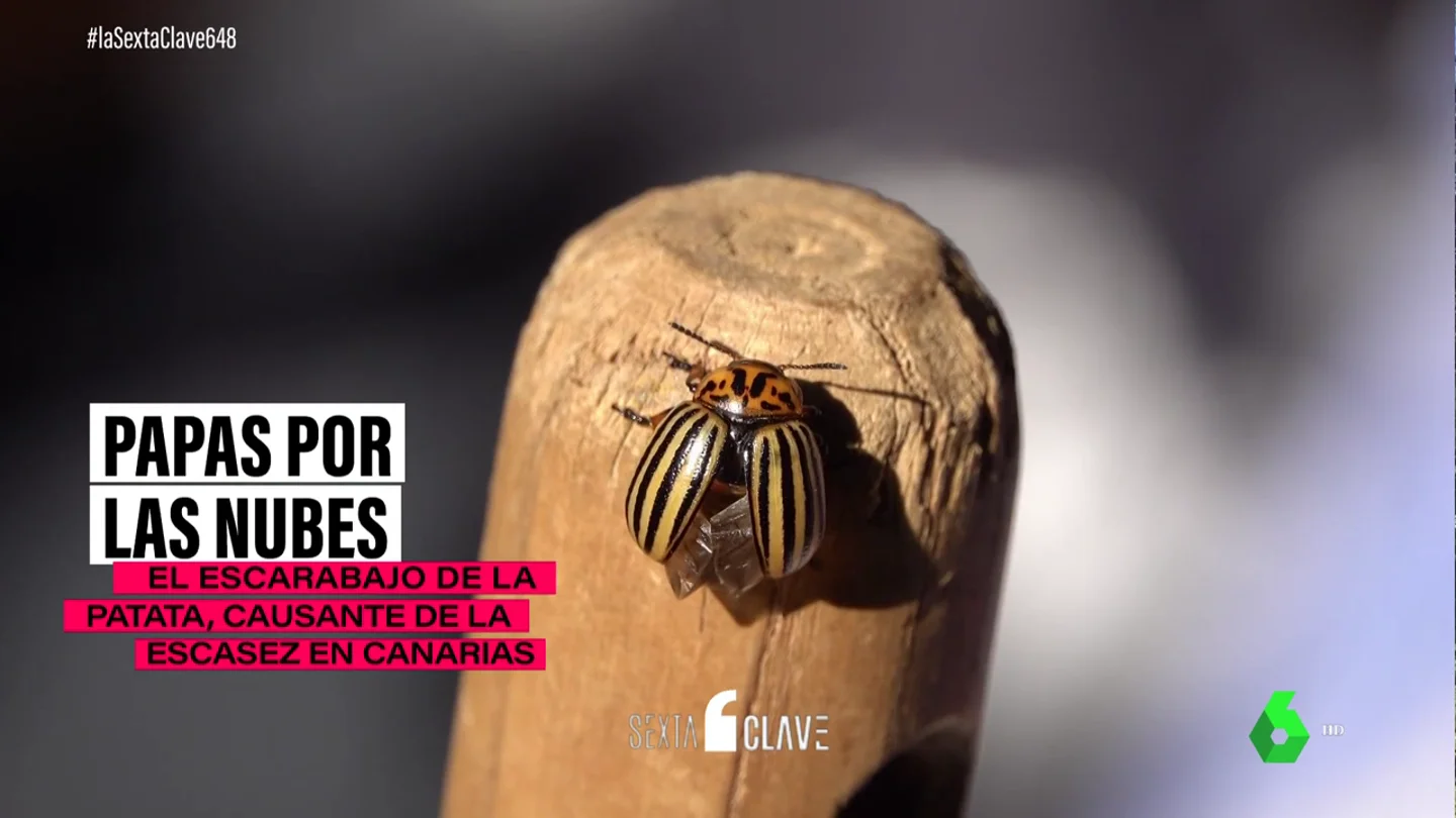 Canarias al borde del desabastecimiento de patatas: así es el bicho que casi deja sin papas a las islas Canarias al borde del desabastecimiento de patatas: así es el bicho que casi deja sin papas a las islas