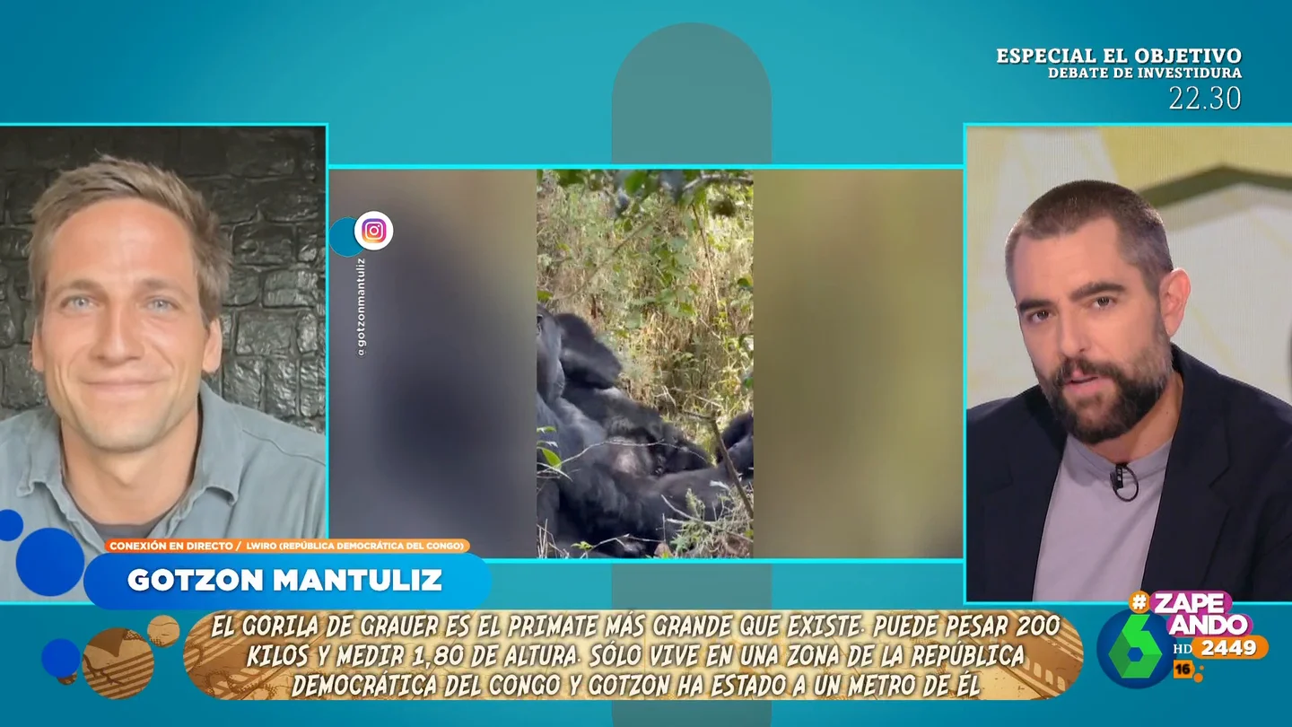 Gotzon Mantuliz cuenta su experiencia con los gorilas más grandes del mundo: "Te sientes muy vulnerable" Gotzon Mantuliz cuenta su experiencia con los gorilas más grandes del mundo: "Te sientes muy vulnerable"