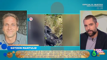 Gotzon Mantuliz cuenta su experiencia con los gorilas más grandes del mundo: &quot;Te sientes muy vulnerable&quot;