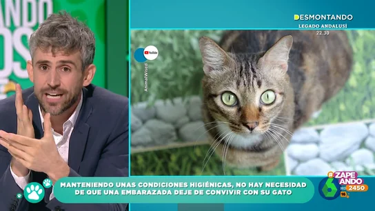 ¿Pueden convivir las embarazadas con gatos? El veterinario Víctor Algra aclara este popular mito ¿Pueden convivir las embarazadas con gatos? El veterinario Víctor Algra aclara este popular mito