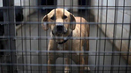 Fotografía de archivo de un perro en una protectora de animales Fotografía de archivo de un perro en una protectora de animales