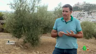 Producción de aceite de oliva