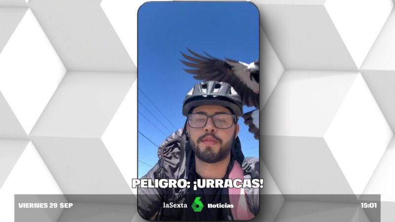 "Me atacó de nuevo justo aquí" Las urracas australianas vuelven a la carga contra peatones y ciclistas