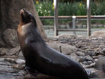 Sea lion escapes from enclosure at Central Park Zoo during New York floods