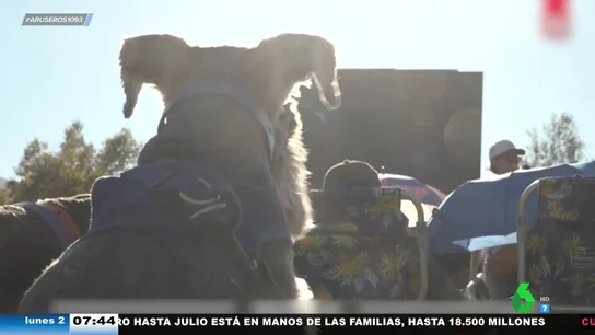 219 perros ven juntos en el cine la película de 'La Patrulla Canina' y baten un divertido récord 219 perros ven juntos en el cine la película de 'La Patrulla Canina' y baten un divertido récord