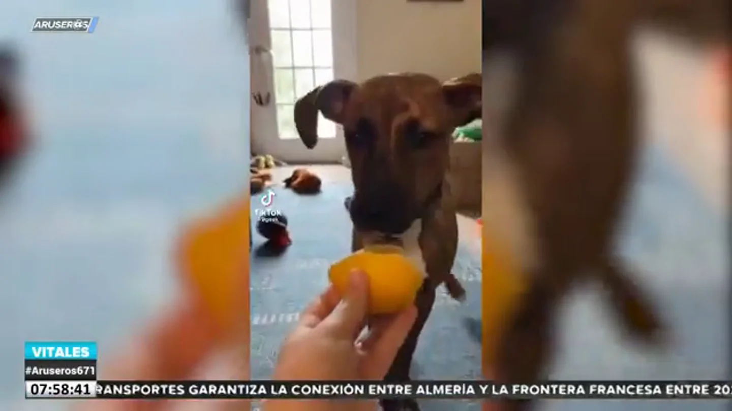 Los mejores vídeos virales de animales emitidos en Aruser@s: del loro faltón al perro que prueba el limón Los mejores vídeos virales de animales emitidos en Aruser@s: del loro faltón al perro que prueba el limón