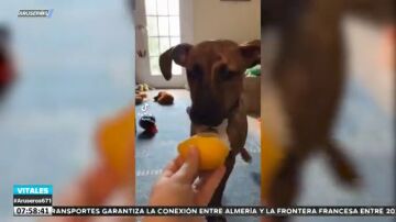 Los mejores vídeos virales de animales emitidos en Aruser@s: del loro faltón al perro que prueba el limón