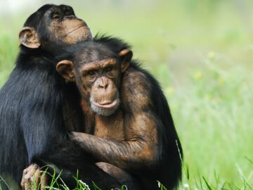 El comportamiento homosexual en mamiferos es mas frecuente en especies sociales