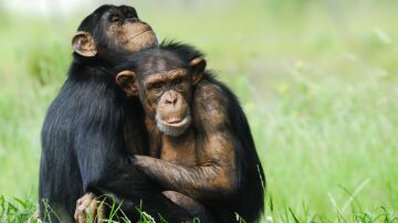 El comportamiento homosexual en mamiferos es mas frecuente en especies sociales