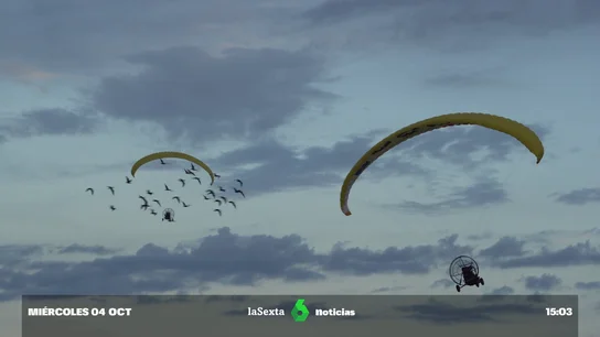 ibis ibis