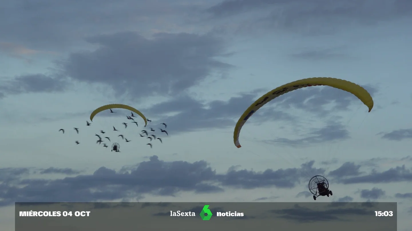 ibis ibis