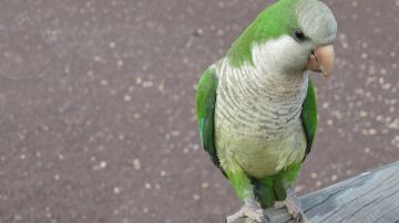 La cotorra argentina primer animal no humano con una huella vocal por individuo
